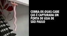 Cobra-de-duas-cabeças é capturada em porta de loja de São Paulo