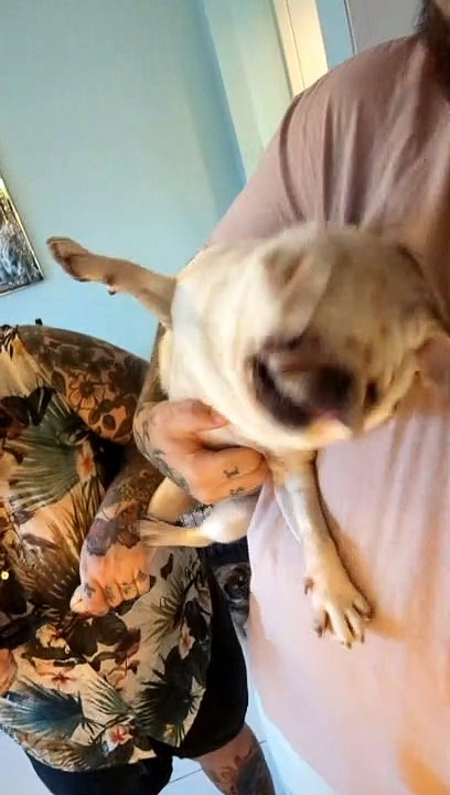 Drama Pug Hates Her Nails Trimmed