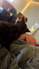 Dog Knocks Angry Kitty Off Bed