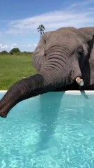 Just a beautiful elephant drinking water 