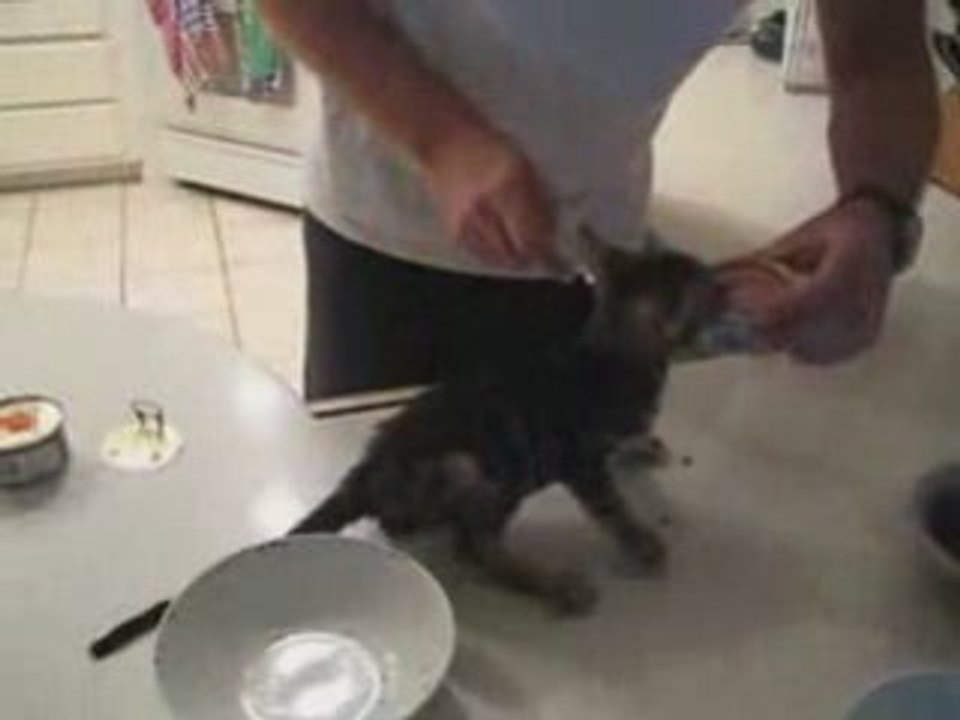 Hungrige-katze