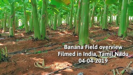 Banana field | Banana growing process | Agriculture