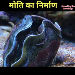 How to make pearls   मोती का निर्माण कैसे होता है   #pearls #shorts