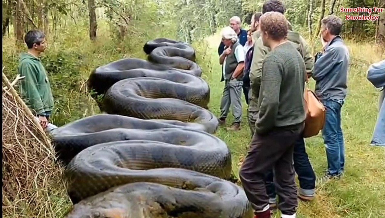 अमेज़न जंगल का रहस्य    Amazon rainforest Trib   jungle ke aadivasi  Mystery of Amazon jungle