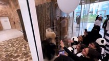 Catar recebe os primeiros pandas do Oriente Médio