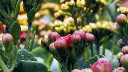 mixkit-bunches-of-unopened-flowers-1891-4k