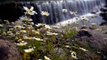 mixkit-daisy-flowers-near-a-big-waterfall-19501-medium