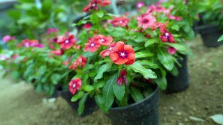 mixkit-close-shot-of-flowering-plants-in-a-nursery-43706