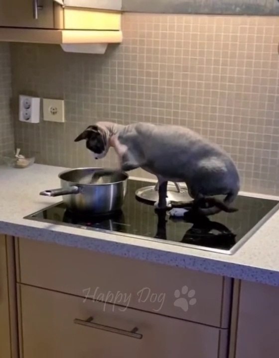 Funny animals - Funny cats _ dogs