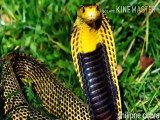 दुनिया के 10 सबसे जहरीले सांप top 10 most venomous snake in the world   deadliest snake in the world