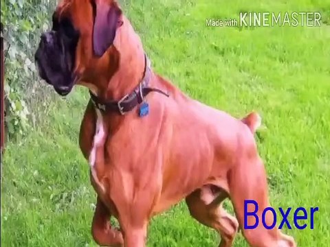 TOP 10 MOST DANGEROUS Dog IN THE WORLD,(duniya ke sabse khatarnak kutta)