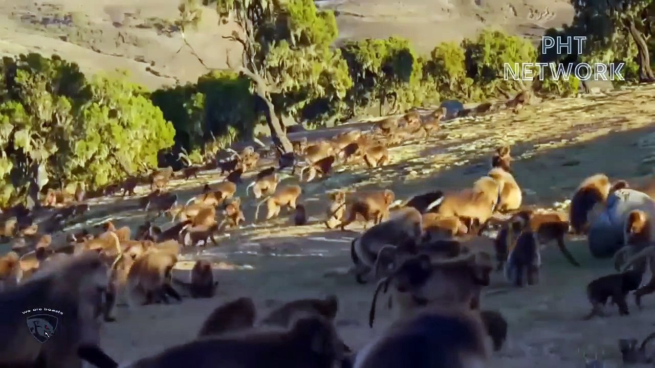 Gorilla Terrible Power Destroy Brutal Predators To Protect Comrades