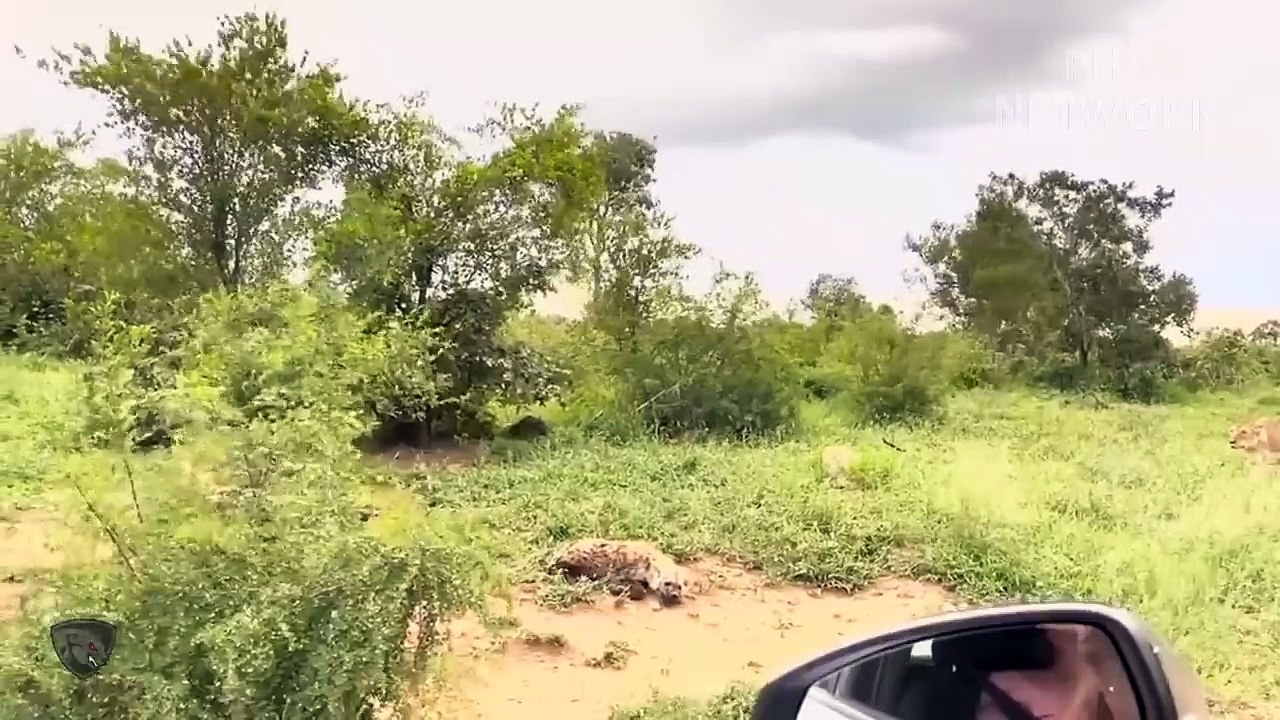 Hyenas Attack The Lion Trapped In The Swamp So Brutally