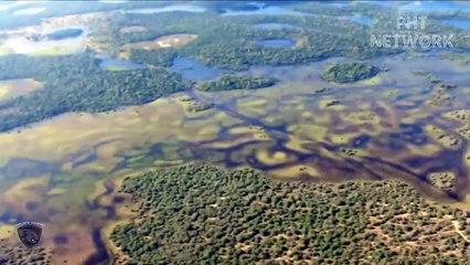 Lion Cub Painfully Watched Mother Lion Being Destroy By Crocodiles So Brutally