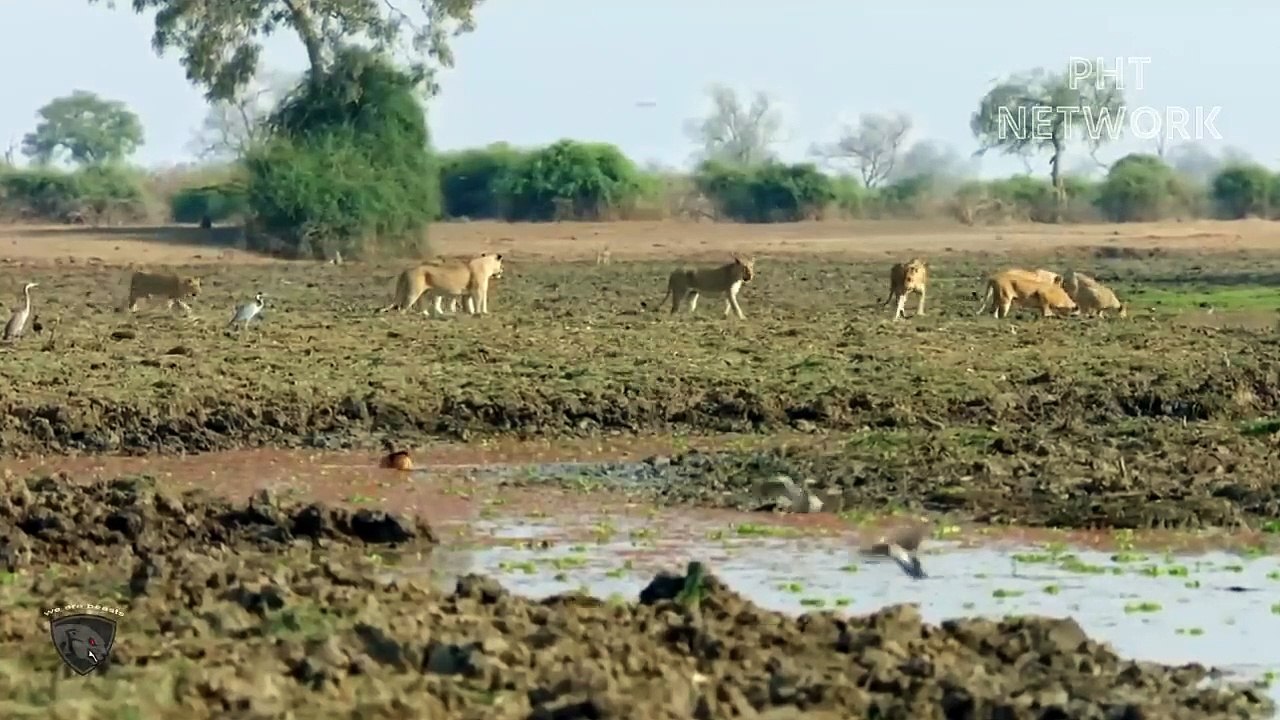 Stupid Lion Was Stung By Bees So Brutally Because He Dared To Provoke Bees
