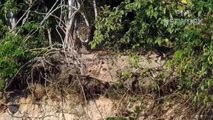 Leopard Risked His Life To Jump Into The River To Destroy Crocodiles So Brutally