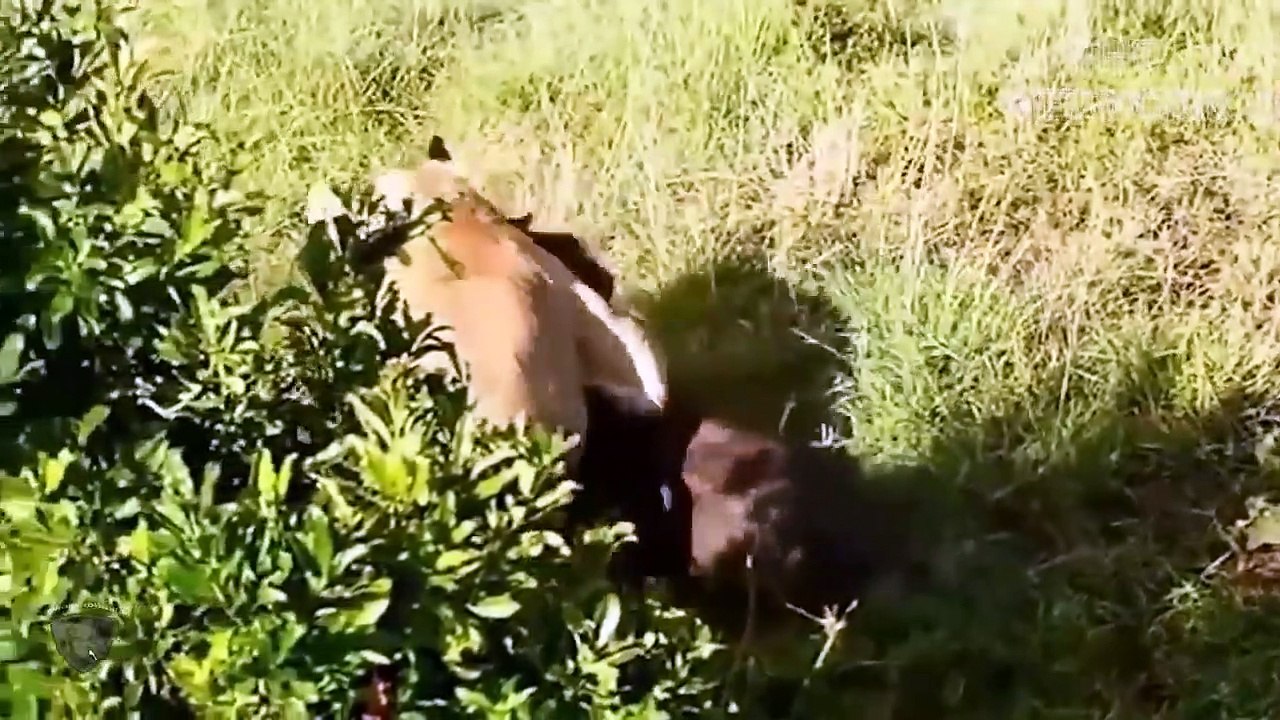 Lion King Failed Miserably When Attacked By Hyenas So Brutally