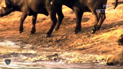 Buffalo Herd Watched Their Teammates Destroy Lions So Brutally