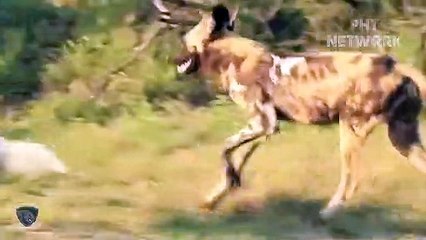 Pack Of Wild Dog Fierce And Bloodthirsty Destroy Big Prey Too Brutally   Animal Planet Discovery