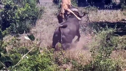 Herd Of Ferocious Buffalo Destroy Whole Family Of Lions Too Brutally   Wild Animal Attack