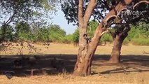 Buffalo Use All His Strength To Fight Wild Dogs That Are Too Aggressive   Wild Animal Attack
