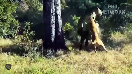 Buffalo Frantically Rushes To Destroy Lions Too Easily   Wild Animal Attackk