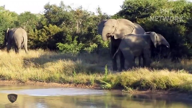 Mother Elephant Risked Her Life To Destroy Crocodile To Save Her Newborn Baby Wild Animal Attack