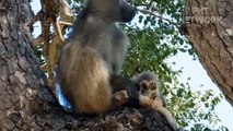 Pack Of Evil Baboons Kidnap Lion Cubs, Mother Lion Climbs Tree To Destroy Baboons To Save Her Cubs