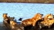 Ferocious Buffalo Herd Destroy Male Lions And Cubs Are Too Brutally   Wild Animal Attack