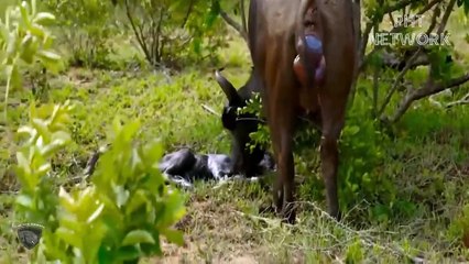 Angry Mother Baboon Attacks Lion King To Avenge Her Newborn Baby   Wild Animal Attack