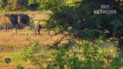 Hungry Leopard Risked His Life To Destroy Warthog Family But Failed Miserably   Wild Animal Attack