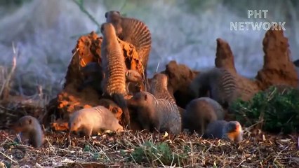 United Strength Of Mongoose Has Destroy The King Cobra So Brutally   Wild Animal Attack 2022