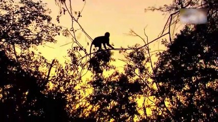 Anger Of The Mother! Angry Mother Baboon Bites Leopard's Head To Warn Him To Stay Away From Her Baby