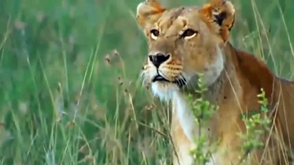 Unbelievable! Tiny Honey Badger Dared To Defeat Leopard With Ease Thanks To Its Intelligence