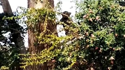 What Do People Need To Do When They See These Images Leopard, Bird,.. Stuck On High Voltage Current