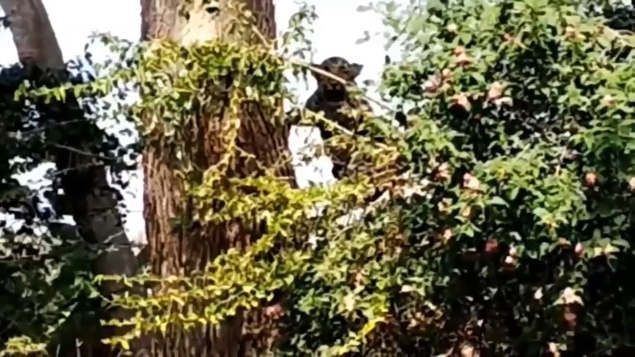 What Do People Need To Do When They See These Images Leopard, Bird,.. Stuck On High Voltage Current