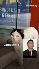 Encuentran a un gato callejero con un extraordinario parecido con Elvis Presley