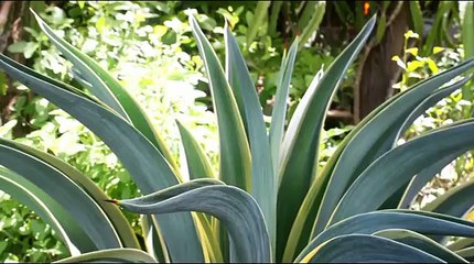 Tofu with egg recipe _ How to cook tofu with egg