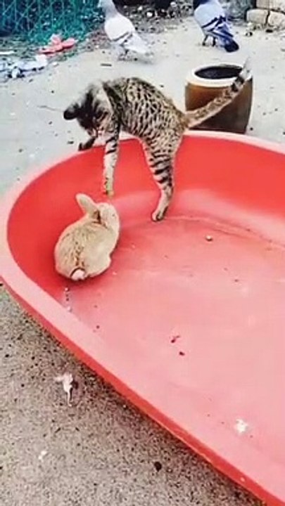 Funny Cats Meowing - meong kucing lucu