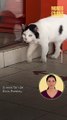 ¡Es igualito!: Te presentamos al gato Elvis Presley