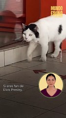 ¡Es igualito!: Te presentamos al gato Elvis Presley