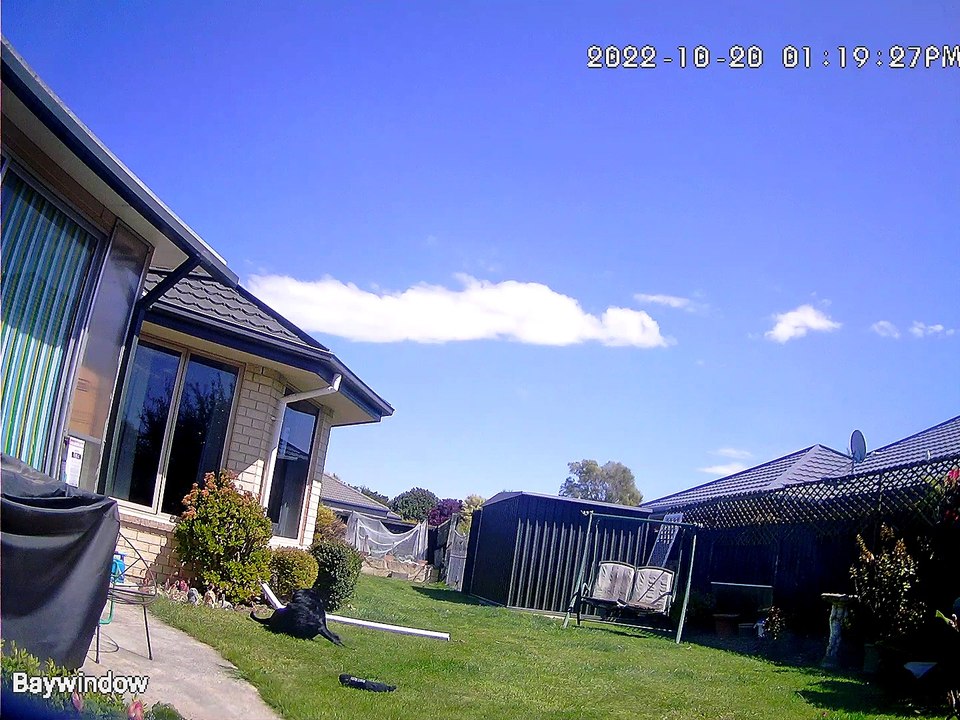 Charlie Roo Cam - N.Z. Dog waves at the camera and talks to neighbors dog - The Out There Channel