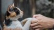 Here is why your cat puts its paws on your face and hands