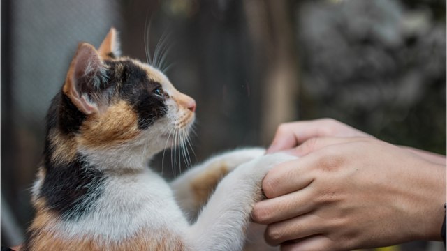 Here is why your cat puts its paws on your face and hands