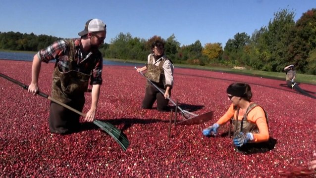 Cranberry farmers adapt to a changing climate