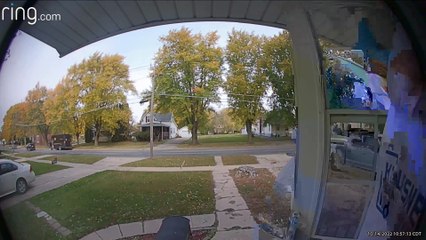 Dogs Make a Mad Dash for Delivery Treats