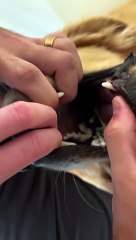 Doggo Thinks Cotton Swabs are Delicious