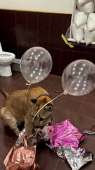 Playful Puma Pops Birthday Balloons