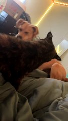 Dog Knocks Angry Kitty Off Bed