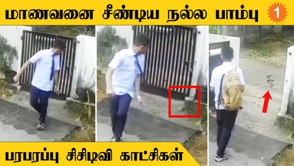 Kerala-வில் பூந்தொட்டிக்குள் மறைந்திருந்து மாணவனை சீண்டும் நல்ல பாம்பு
